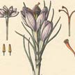 Azafrán (Crocus sativus).