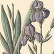 Lirio (Iris germanica).