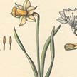 Narciso (Narcissus pseudonarcissus).