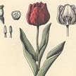 Tulipán (Tulipa sp.).