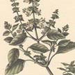 Albahaca (Ocimum basilicum).