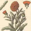 Caléndula (Calendula officinalis).