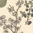 Endrino (Prunus spinosa).