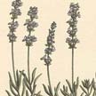 Espliego (Lavandula angustifolia).