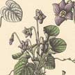 Violeta (Viola odorata).