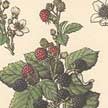 Zarza (Rubus ulmifolius).